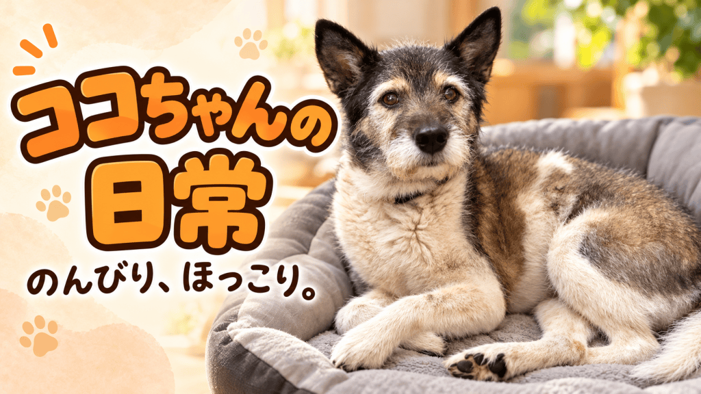 【ココちゃんの日常】午前中は庭の番犬、夜は私の布団の足元へ