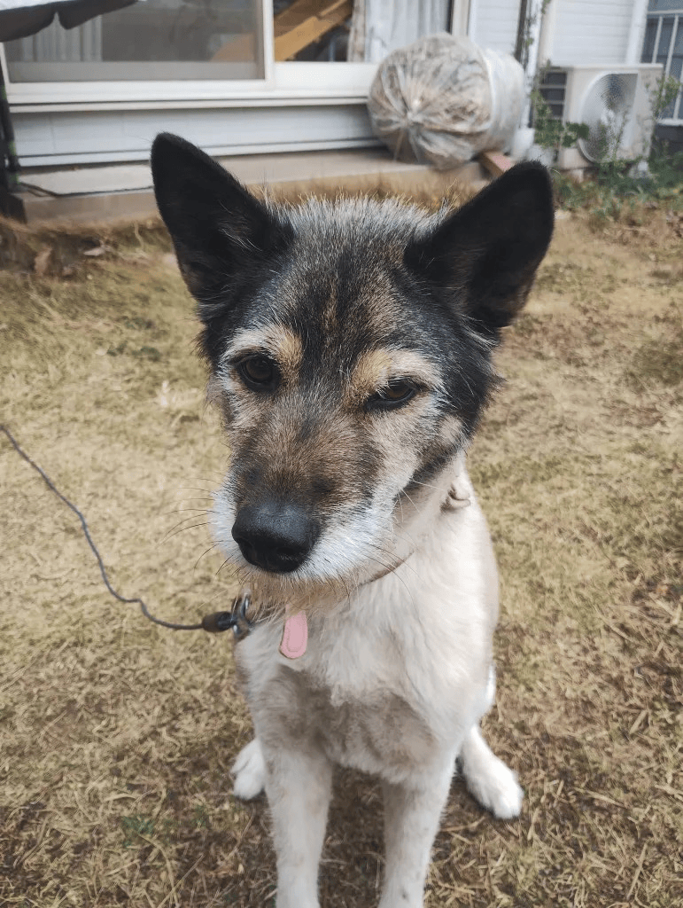 愛犬のココちゃん